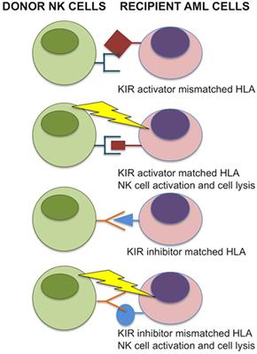 Graft-versus-Leukemia Effect Following Hematopoietic Stem Cell Transplantation for Leukemia